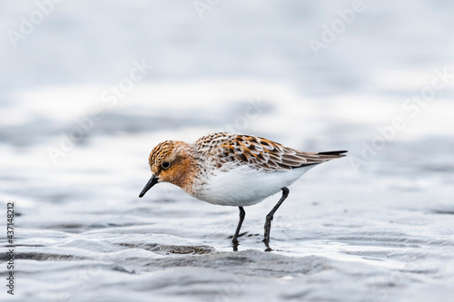 Konstfotografi トウネン夏羽(Red-necked Stint)
