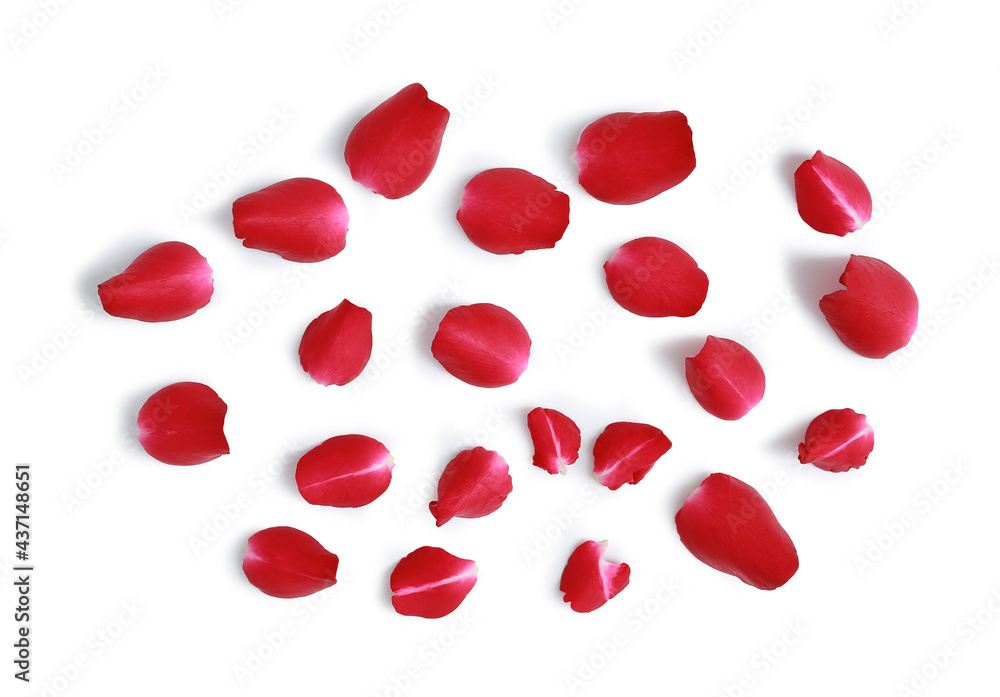 Red Rose petals isolated on white background - Clipping path