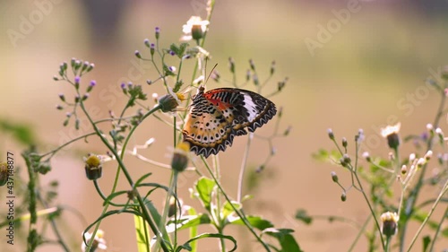 African queen butterfly or Common tiger butterfly feeding on bloom grass flower in green grass field garden. Animal concept on footage insert scene.