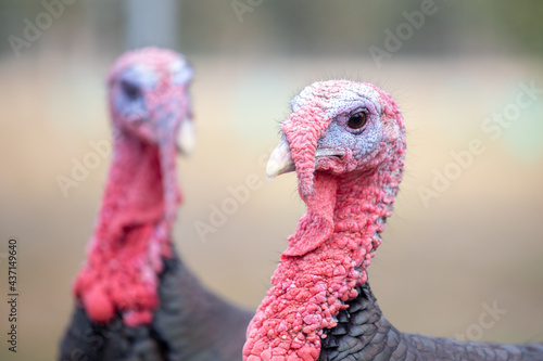 Two Turkeys in the Farmyard 