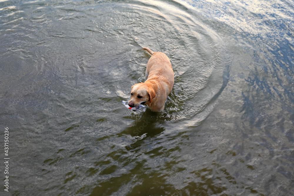 A pet dog bites a plastic bottle and swims in the water, North China A pet dog bites a plastic bottle and swims in the water, North China