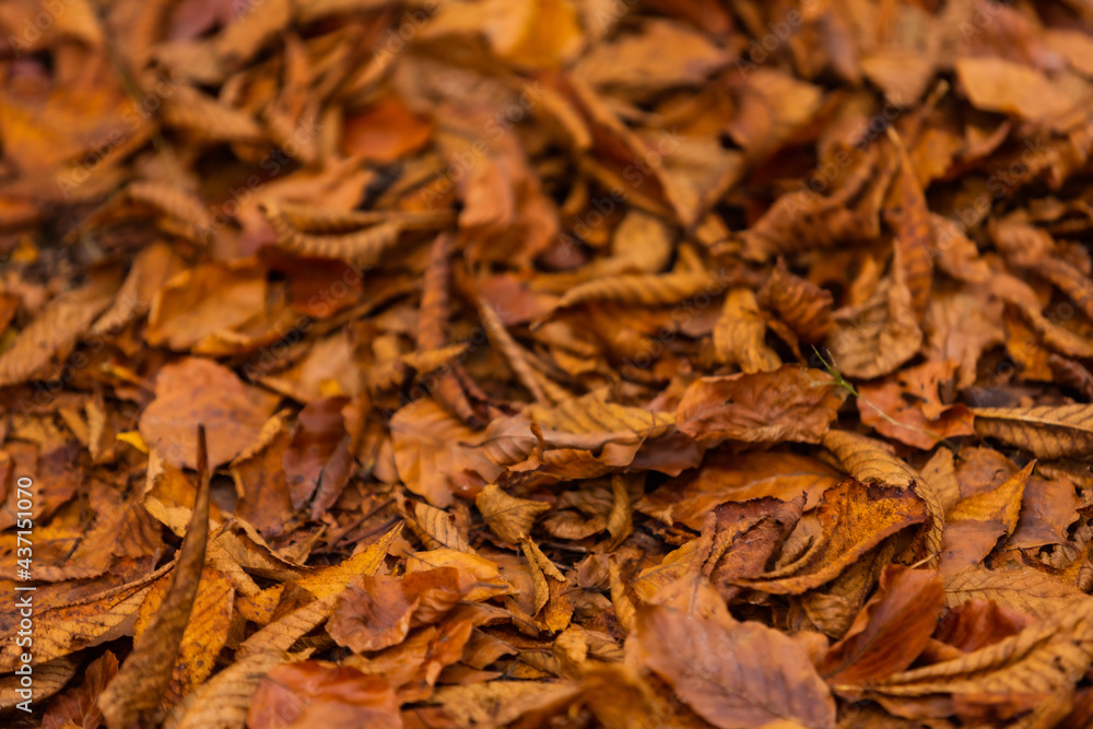 close up of dried leaves close up of dried leaves