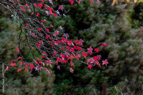 leaves change color in winter