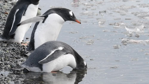 Gentoo Penguins on the beach in Antarctica photo