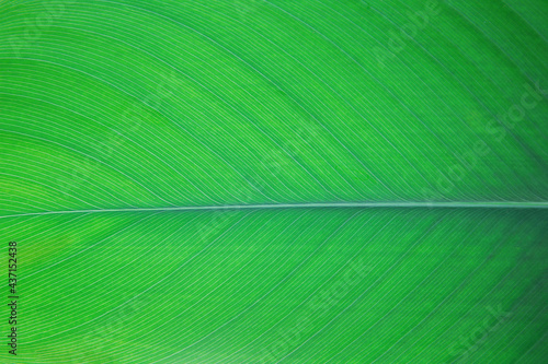 a leaf green tree background