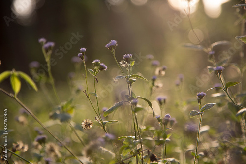 Fototapeta Naklejka Na Ścianę i Meble -  retro flowers background.Field wild flowers on blurred background