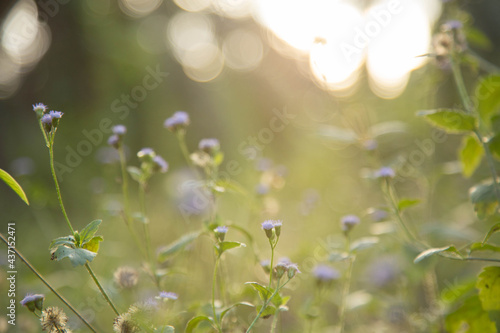 retro flowers background.Field wild flowers on blurred background