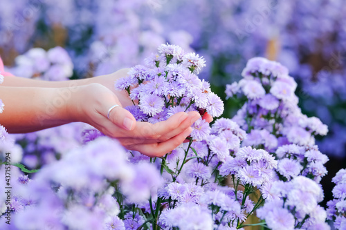 Fototapeta Naklejka Na Ścianę i Meble -  purple flowers in the hands