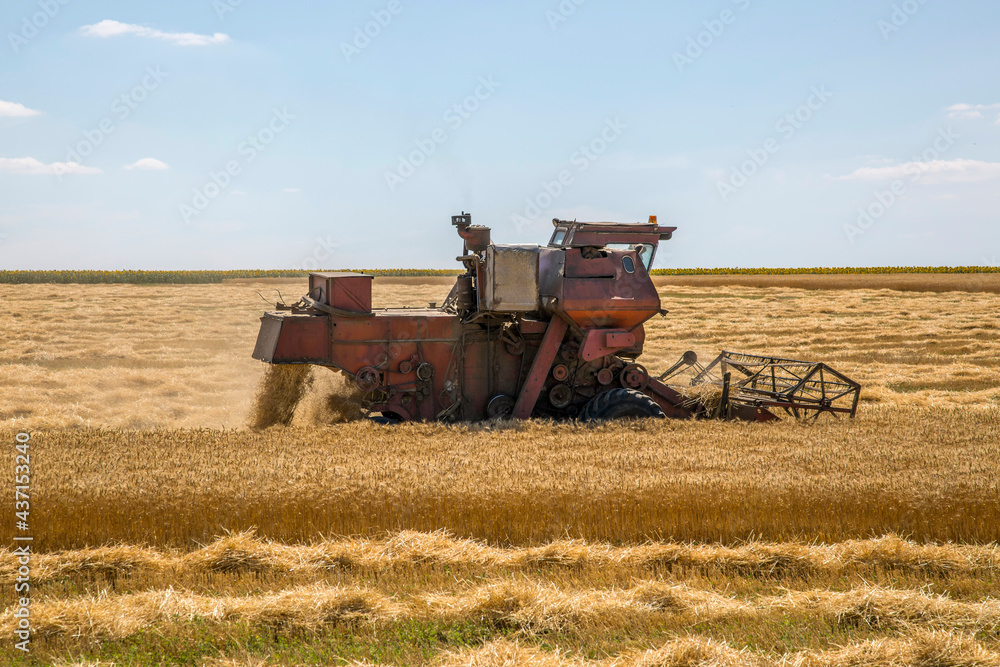 Fototapeta premium Harvesting wheat with agricultural machinery in the field