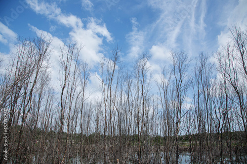 bare tree branches with small buds blue sky natural spring background