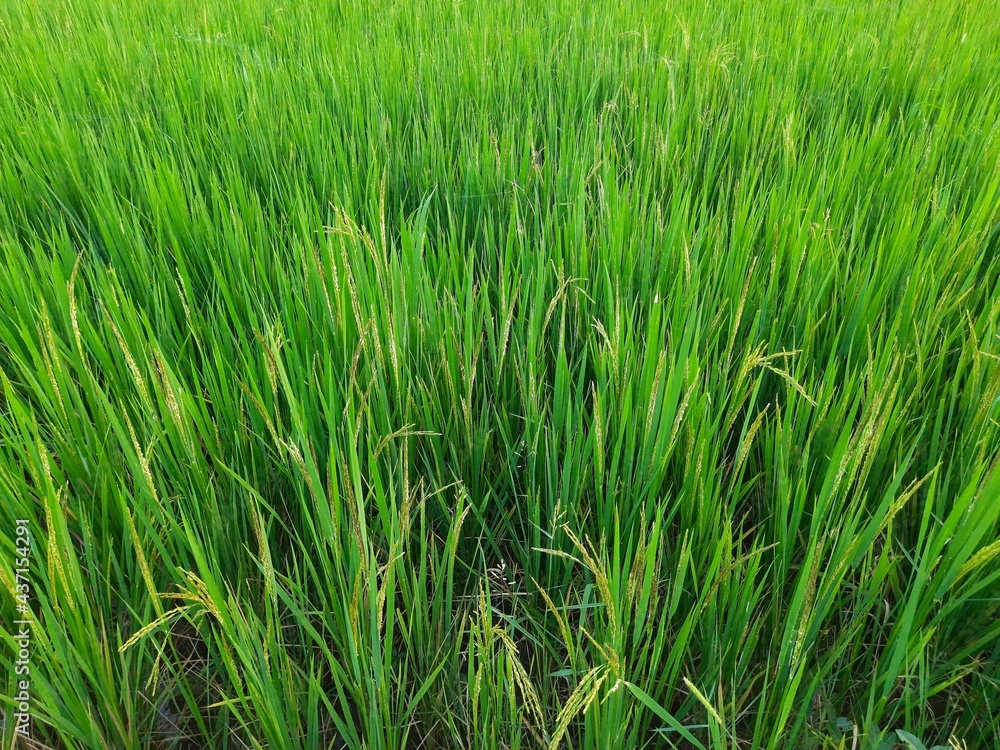 Ear of rice in sunny day. Young paddy plant in field. Agriculture, Ears Of Rice In The Field. grain in paddy field concept. close up of green rice. Ear of rice in green background. Ear of rice in sunny day. Young paddy plant in field. Agriculture, Ears Of Rice In The Field. grain in paddy field concept. close up of green rice. Ear of rice in green background.