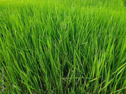 Ear of rice in sunny day. Young paddy plant in field. Agriculture, Ears Of Rice In The Field. grain in paddy field concept. close up of green rice. Ear of rice in green background. 