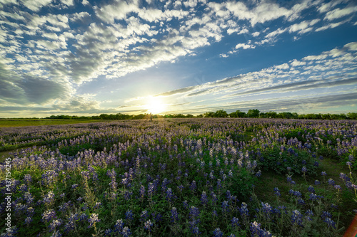 Fototapeta Naklejka Na Ścianę i Meble -  Texas sunsets with bluebonnets