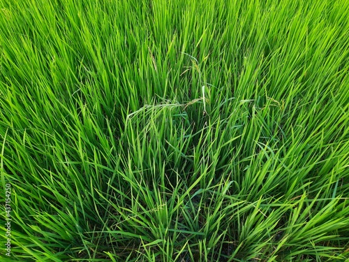 Ear of rice in sunny day. Young paddy plant in field. Agriculture, Ears Of Rice In The Field. grain in paddy field concept. close up of green rice. Ear of rice in green background. 