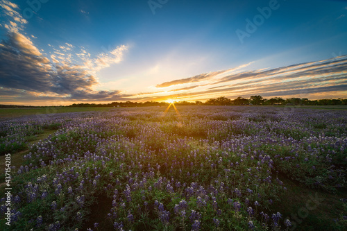 Texas sunsets with bluebonnets