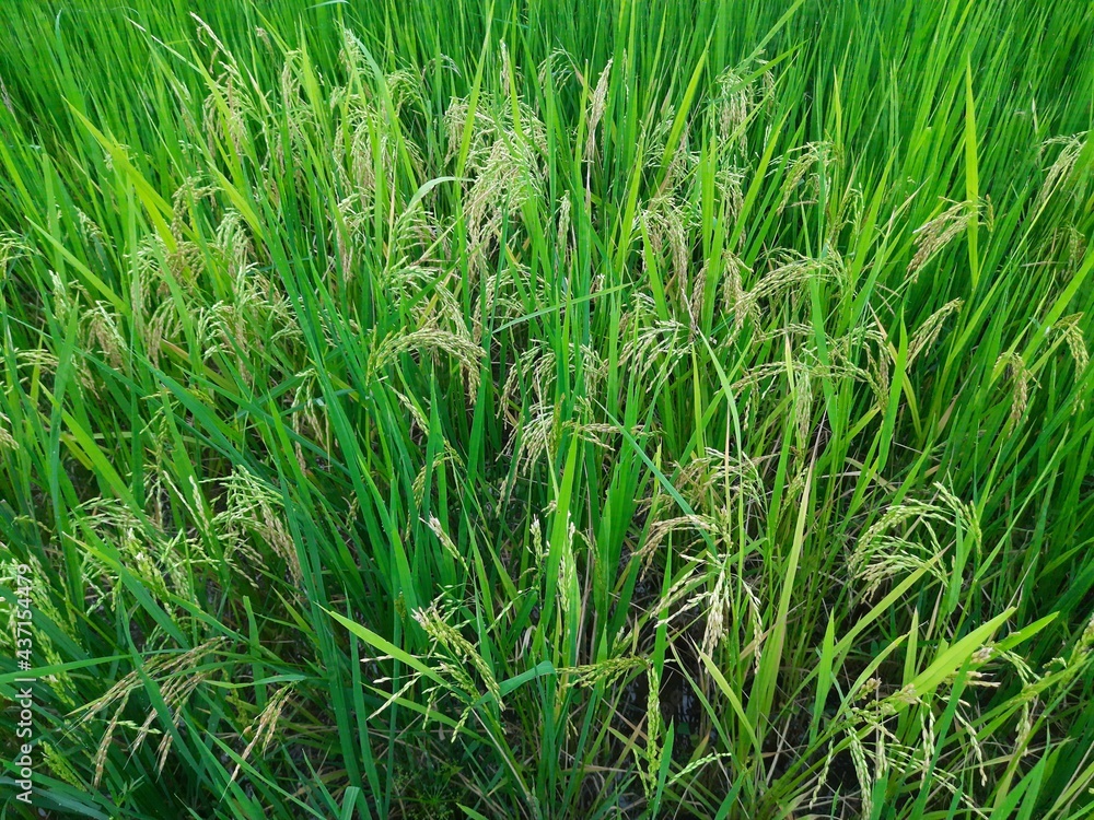 Ear of rice in sunny day. Young paddy plant in field. Agriculture, Ears Of Rice In The Field. grain in paddy field concept. close up of green rice. Ear of rice in green background. Ear of rice in sunny day. Young paddy plant in field. Agriculture, Ears Of Rice In The Field. grain in paddy field concept. close up of green rice. Ear of rice in green background.