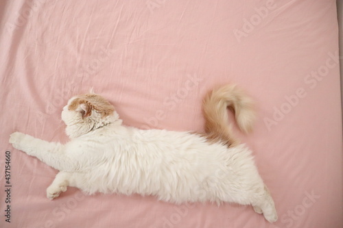 夢見る女の子　猫のスコティッシュフォールド photo