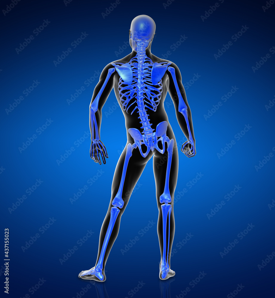 3D rendering illustration of skeleton bone 3D rendering illustration of skeleton bone