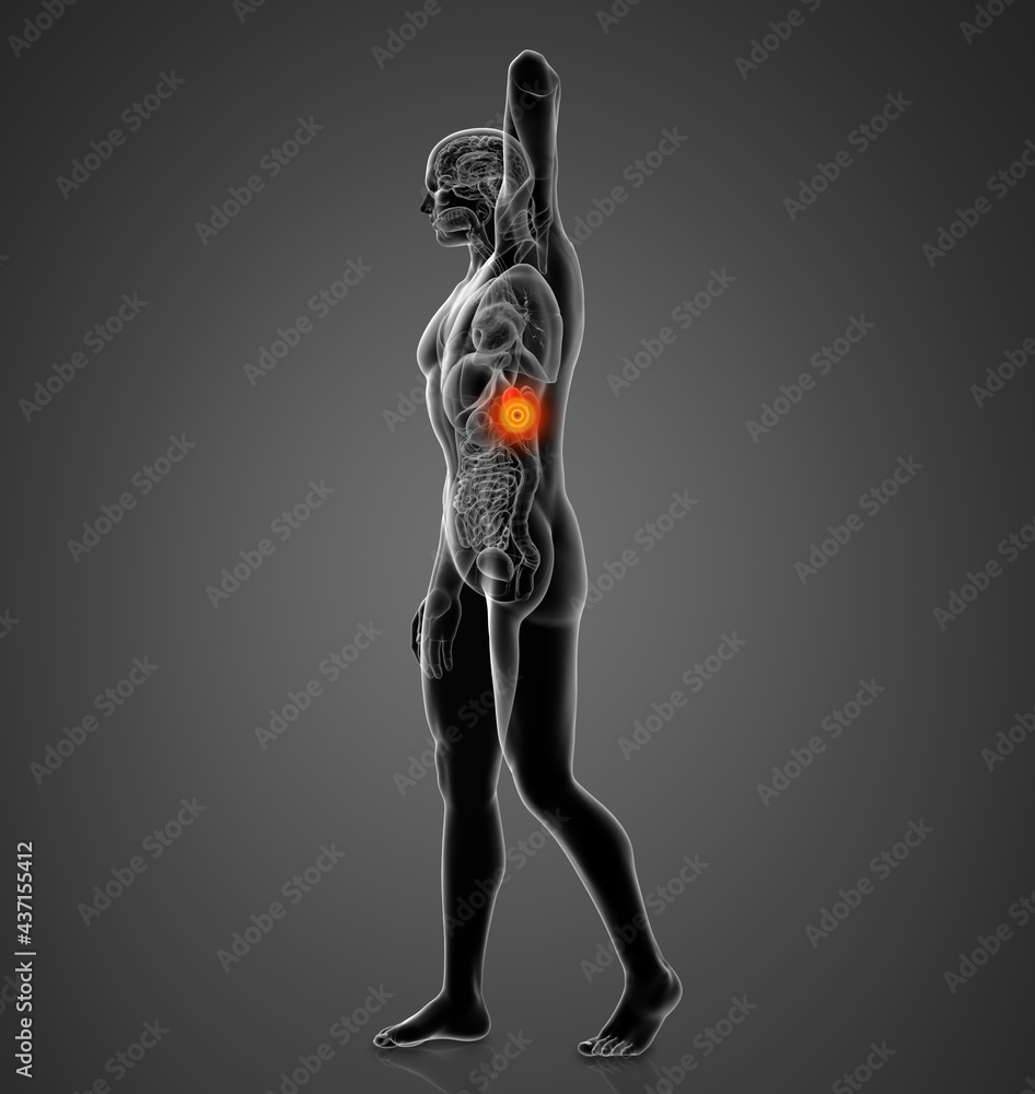 3D rendering illustration of spleen 3D rendering illustration of spleen