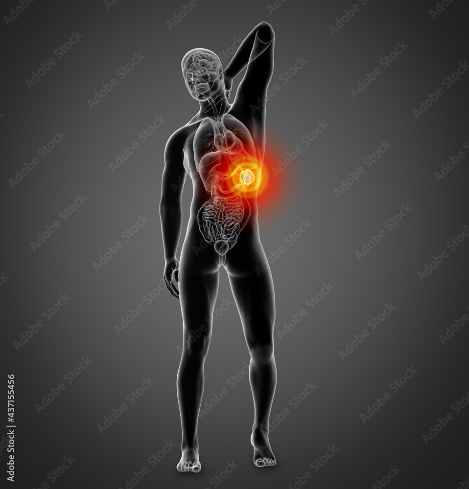 3D rendering illustration of spleen 3D rendering illustration of spleen