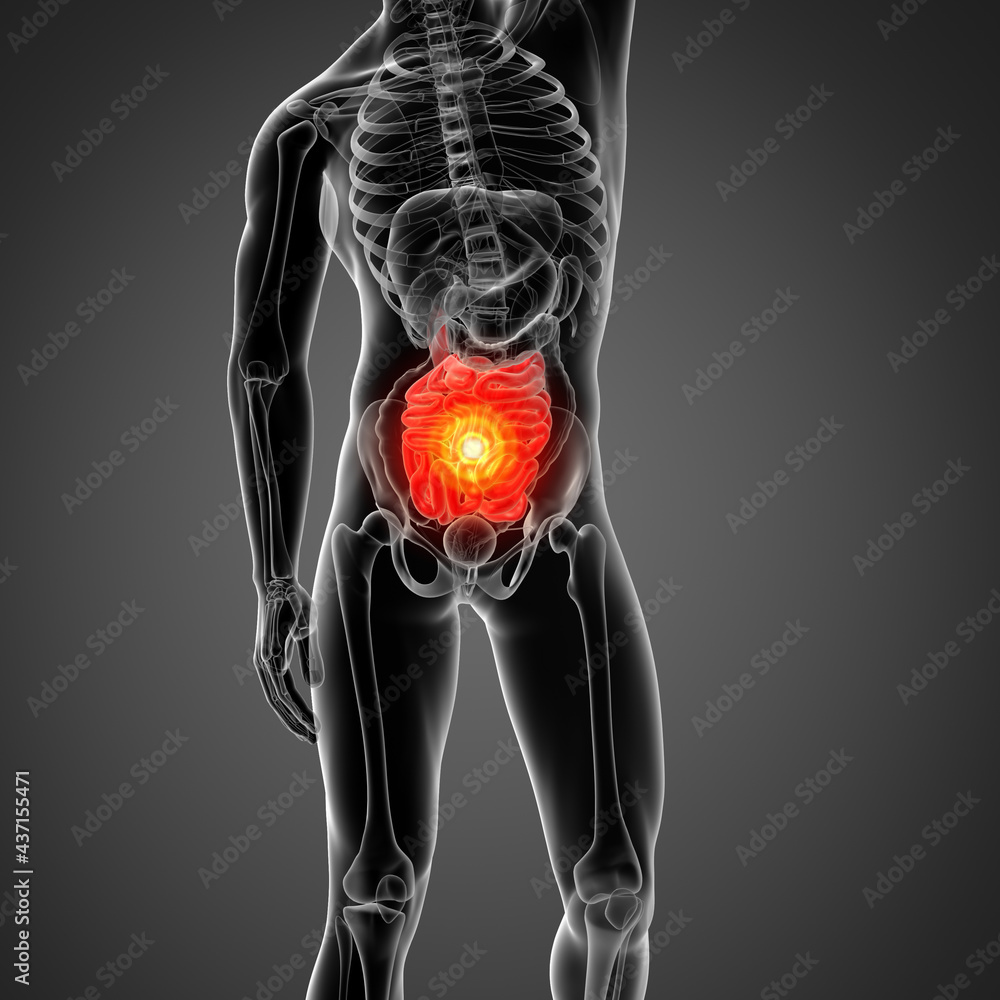 3D rendering illustration of small intestine 3D rendering illustration of small intestine