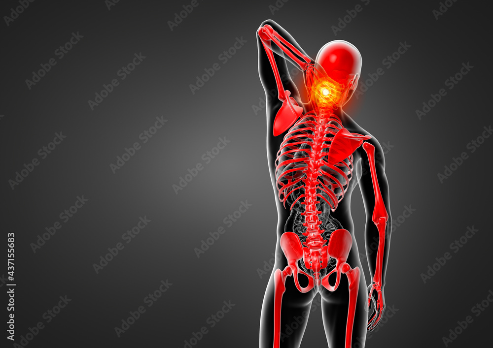 3D rendering illustration of skeleton 3D rendering illustration of skeleton