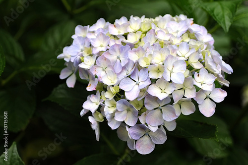 pink and white hydrangea flowers