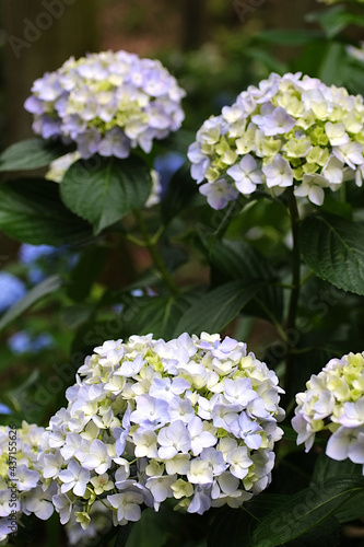 pink and white hydrangea flowers
