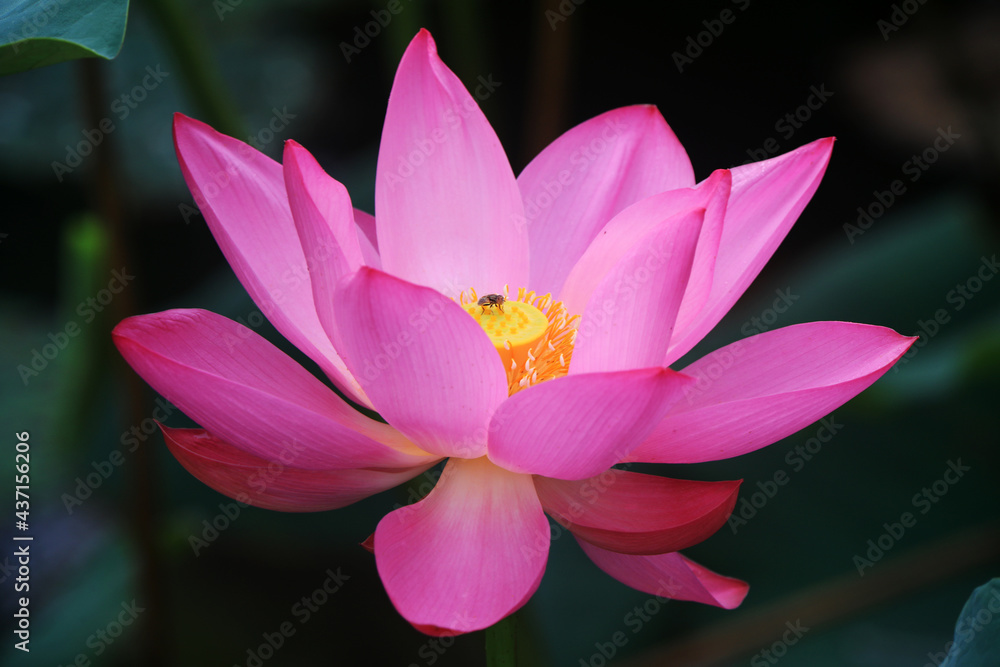 Beautiful lotus in the pond, North China Beautiful lotus in the pond, North China