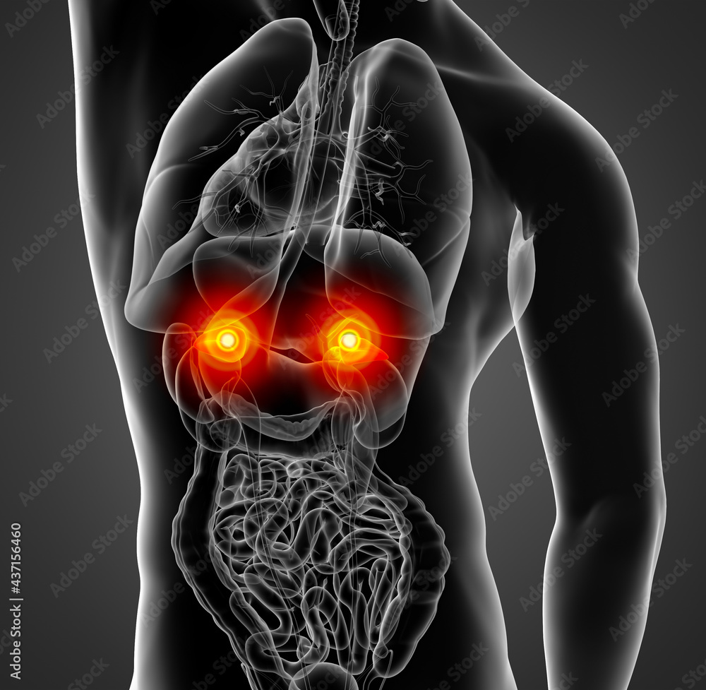 3D rendering illustration of adrenal 3D rendering illustration of adrenal