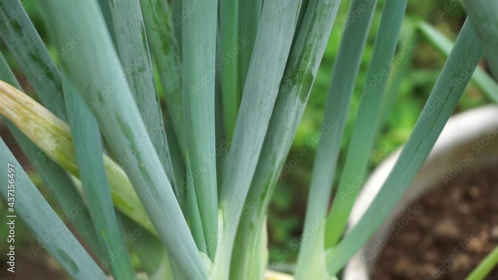 Green spring onion with a natural background. Indonesian call it bawang prei or daun bawang Green spring onion with a natural background. Indonesian call it bawang prei or daun bawang