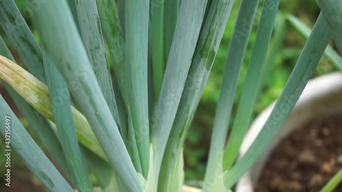 Green spring onion with a natural background. Indonesian call it bawang prei or daun bawang photo