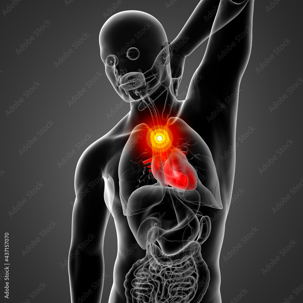 3D rendering illustration of human heart 3D rendering illustration of human heart