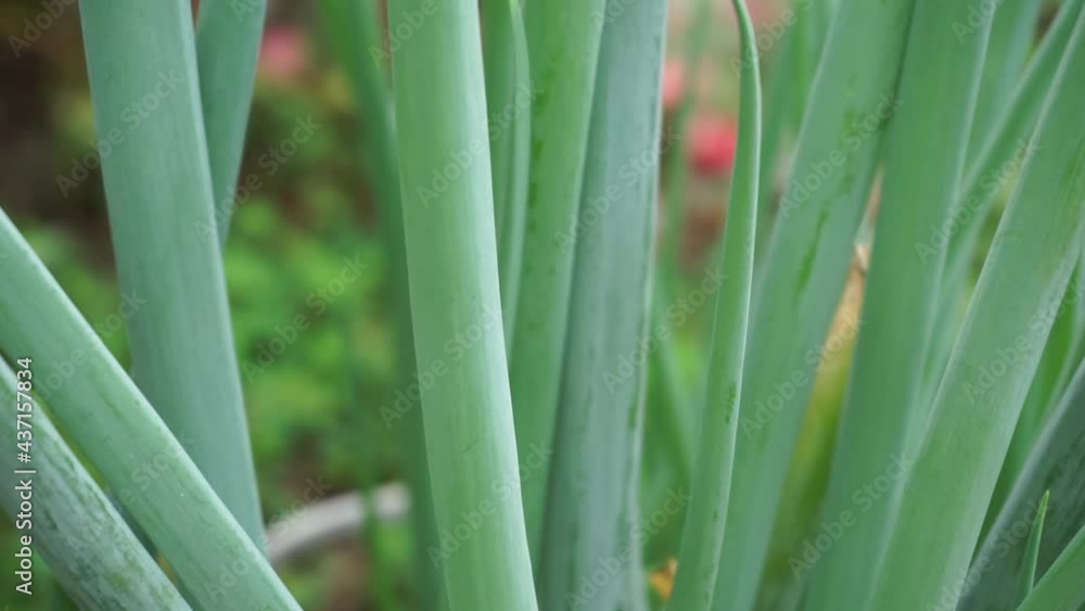 Green spring onion with a natural background. Indonesian call it bawang prei or daun bawang Green spring onion with a natural background. Indonesian call it bawang prei or daun bawang