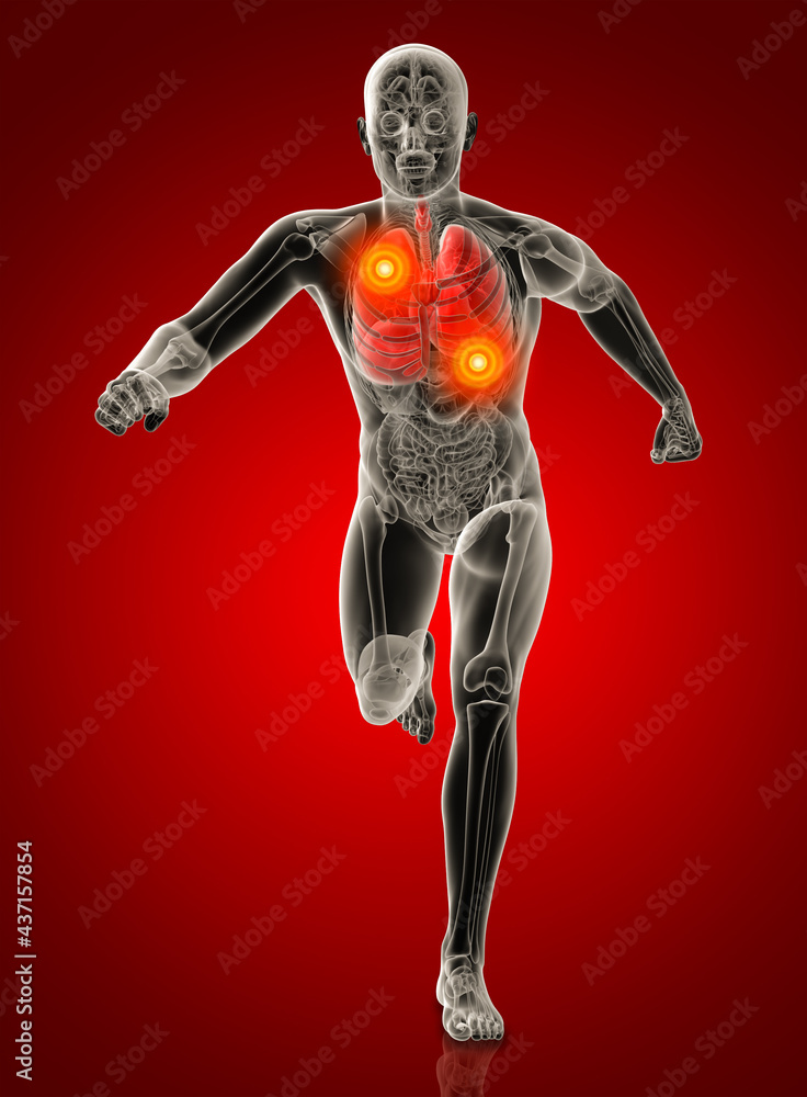 Human respiratory system in x-ray - lungs front view Human respiratory system in x-ray - lungs front view