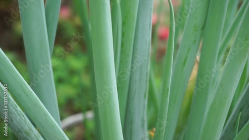 Green spring onion with a natural background. Indonesian call it bawang prei or daun bawang photo
