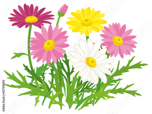 カラフルなマーガレットの花