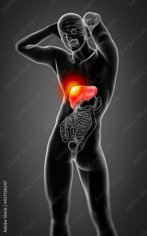 Human digestive system - liver front view Human digestive system - liver front view