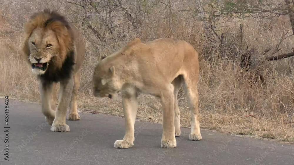 A smooth steady clip of a large male lion scolding a female into submissive behavior A smooth steady clip of a large male lion scolding a female into submissive behavior
