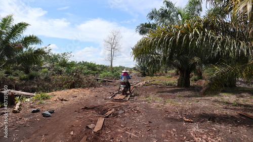 Go fishing in an oil palm plantation