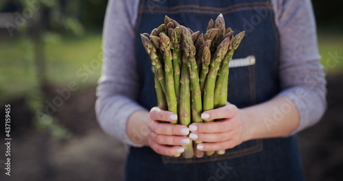 Female farmer holds sprouts of fresh asparagus, stands on a field