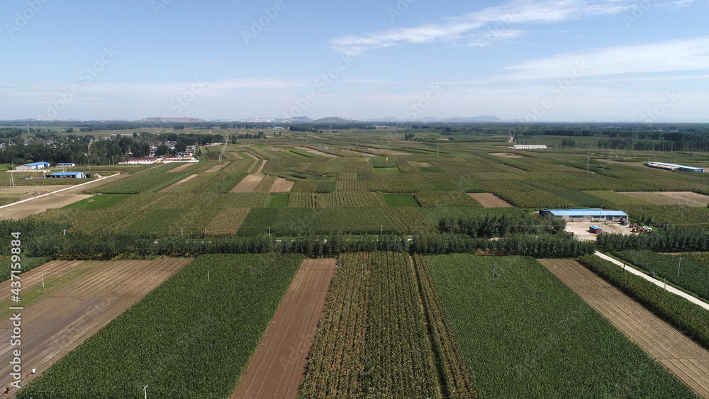Large area of corn in farmland, aerial photo, North China