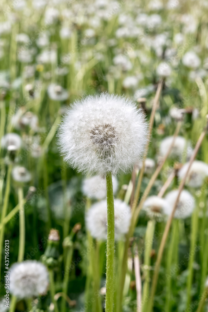 Blooming white fluffy dandelion. A field with lots of dandelions. Natural background.