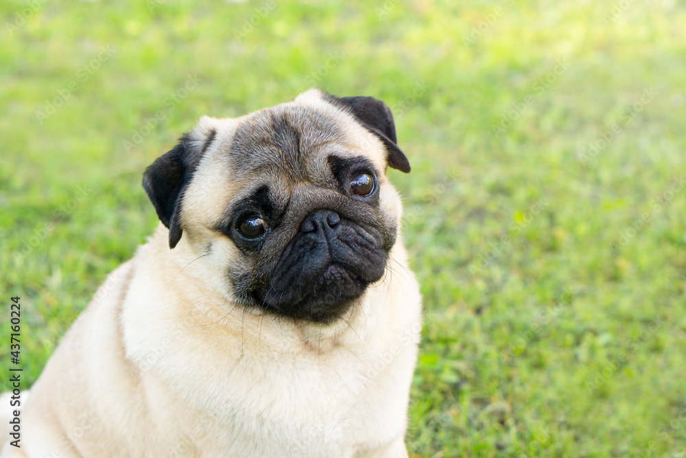Portrait of a cute pug dog sits and looks attentively at the camera.  grass background with copy space .