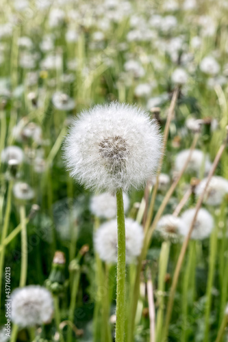 Blooming white fluffy dandelion. A field with lots of dandelions. Natural background.
