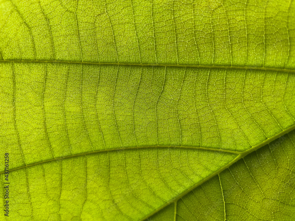 green leaf macro green leaf macro