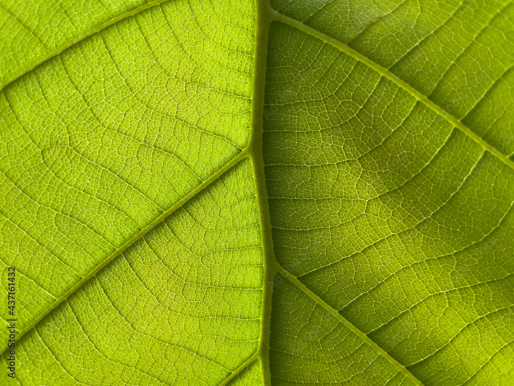 green leaf texture green leaf texture