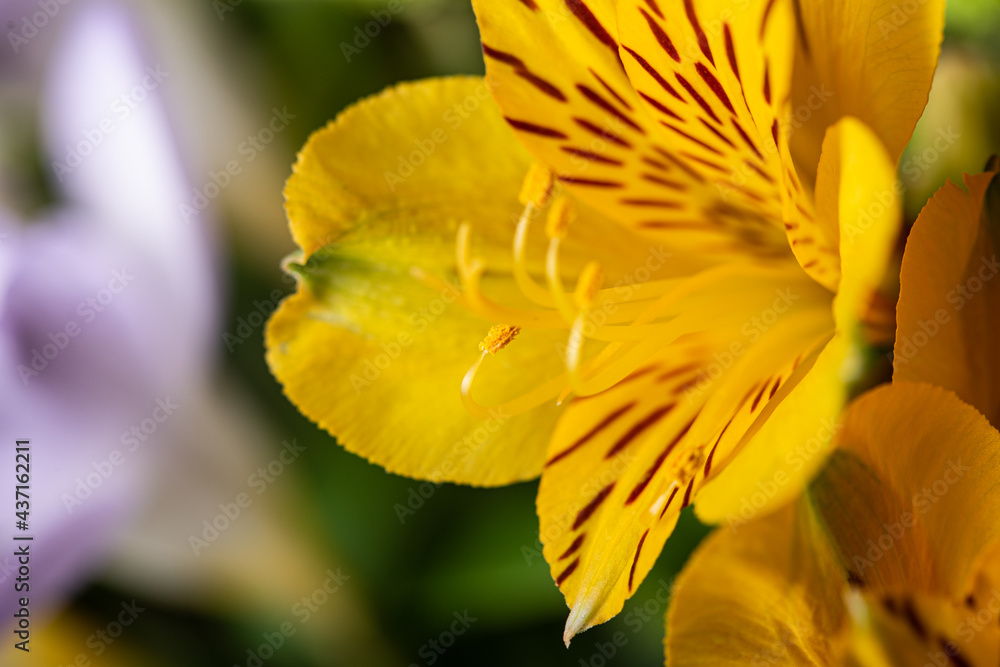 Yellow flower in bloom with pollen pistils Yellow flower in bloom with pollen pistils