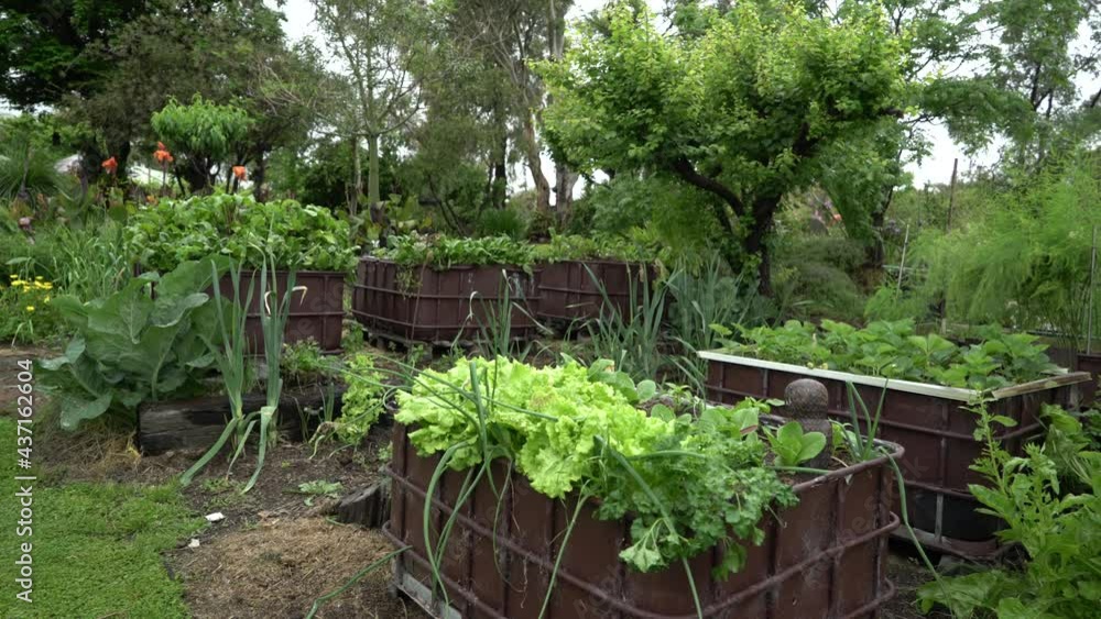 Pan left bright green vegetables growing food farm lettuce, spring onion, beetroot, herbs and spices Pan left bright green vegetables growing food farm lettuce, spring onion, beetroot, herbs and spices