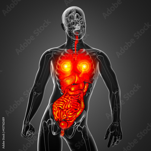 3d render medical illustration of the human digestive system and respiratory system